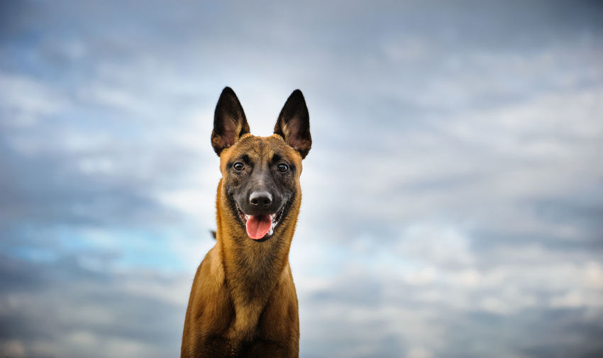 Portrait of malinois dog against cloudy sky