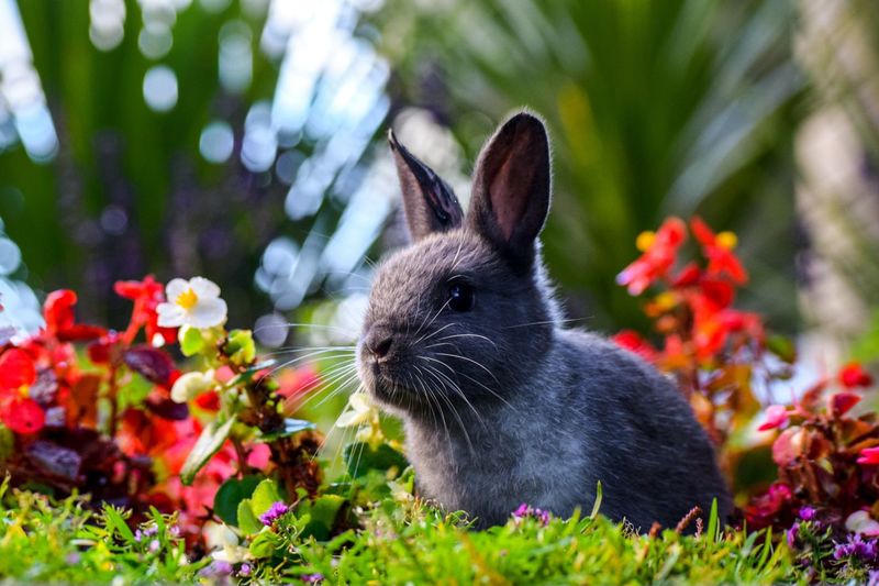 Close-up of rabbit outdoors