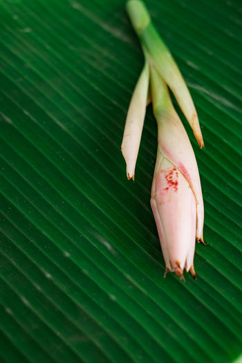 Bunga kantan or torch ginger flower with scientific name etlingera herb on banana leaf background.