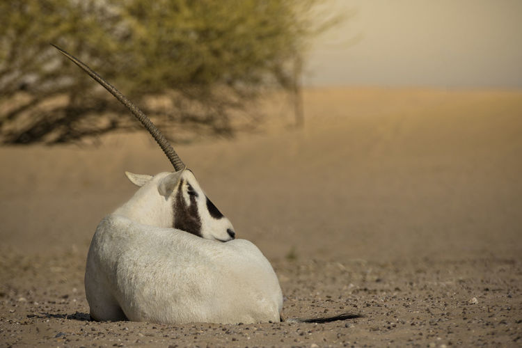 Close-up of arabian oryx