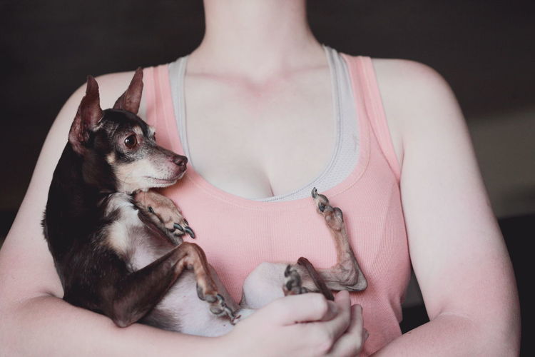 Midsection of woman holding chihuahua