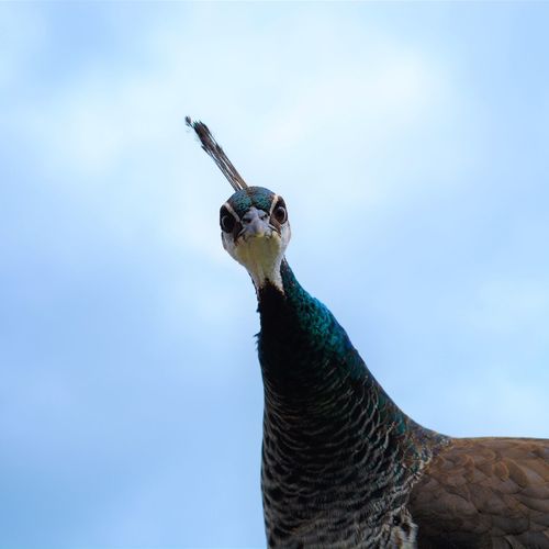 Low angle view of peacock against clear sky