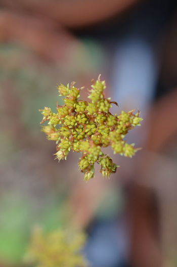 Close-up of yellow flowering plant