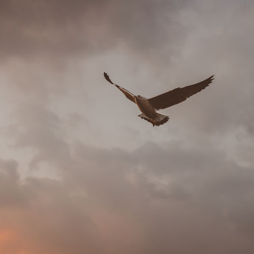 Low angle view of bird flying against sky during sunset