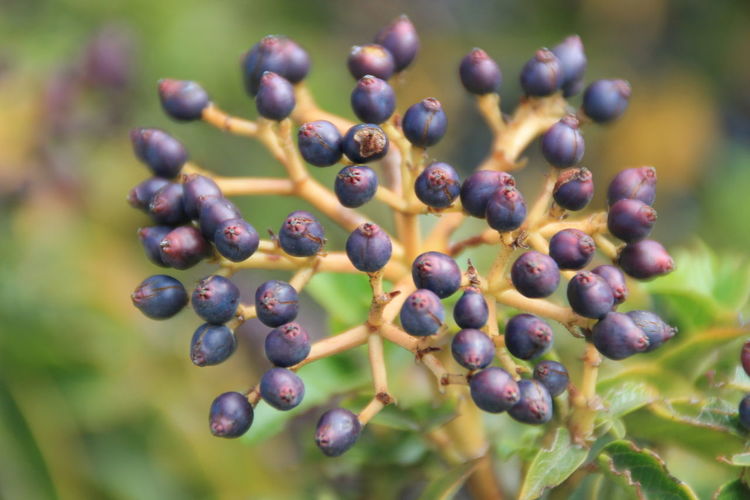 Close-up of blackberries
