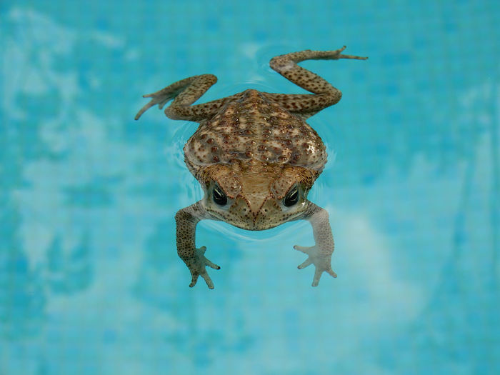 High angle view of frog swimming in pool