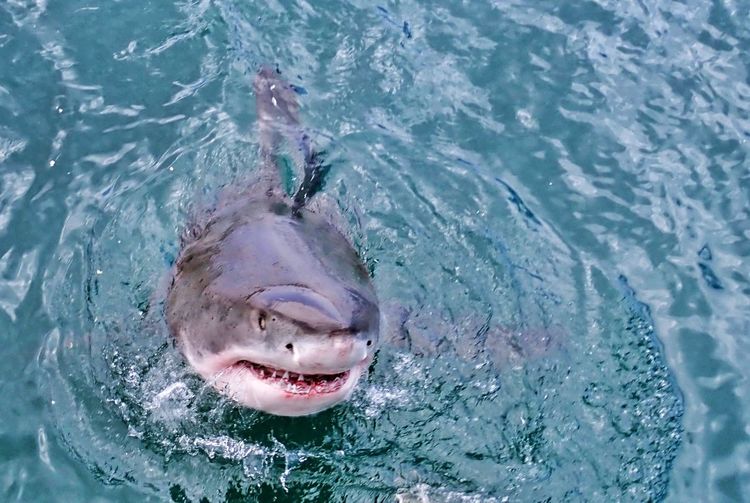 White shark protruding from the water
