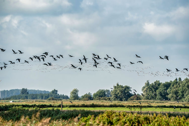 Low angle view of birds flying over field against sky