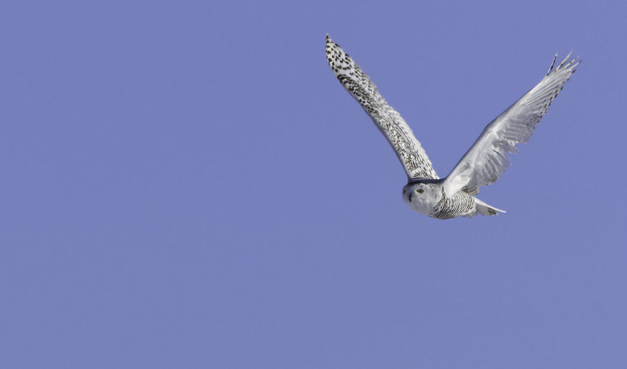 bird