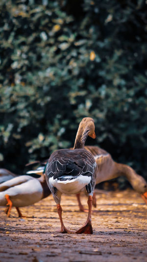 A photo of domestic bird in national park