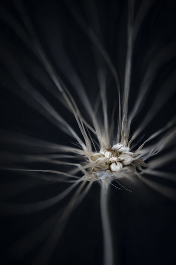 Close-up of wilted dandelion against black background