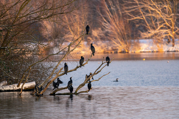 Birds flying over lake during winter