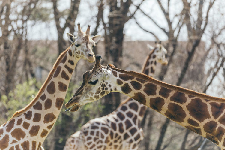 Close-up of giraffes
