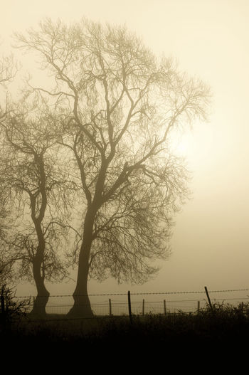 Silhouette tree against sky during sunset