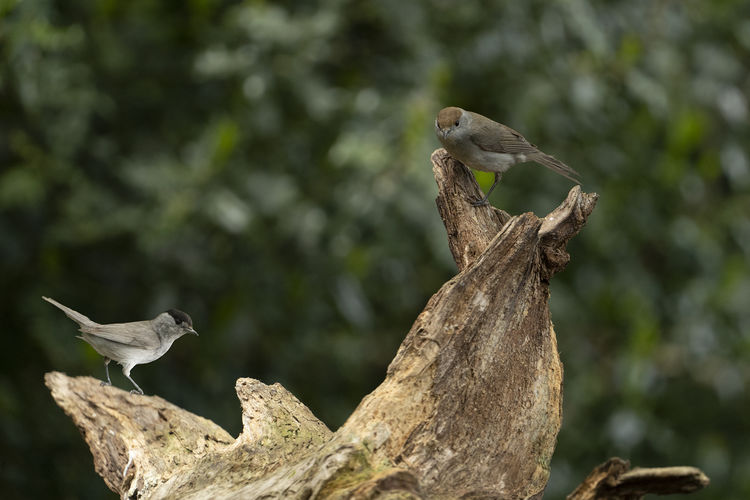 Two adult male and female of eurasian blackcap, sylvia atricapilla sitting on a log of a tree