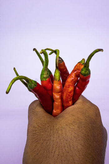 Close-up of hand holding red chili pepper against white background