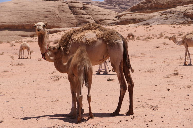 Camel and baby camel in wadi rum 