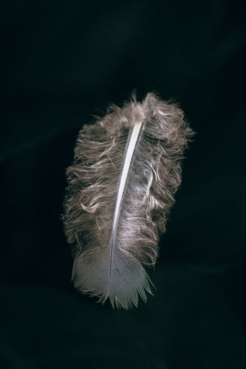 Close-up of feather against black background