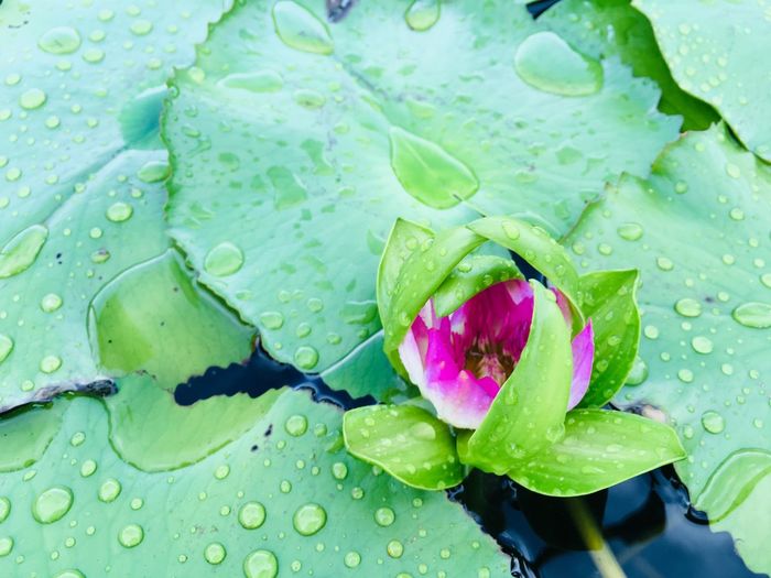 Close-up of water drops on leaf