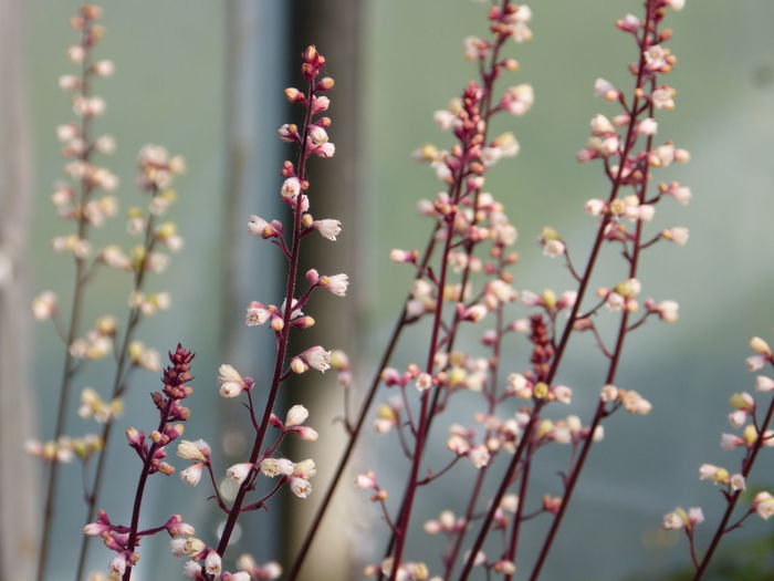 Close-up of flowering plants against blurred background