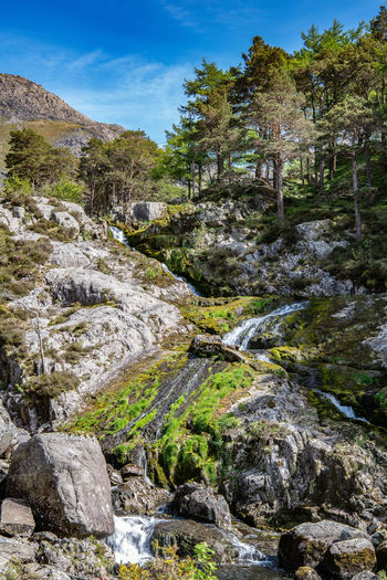 Scenic view of stream amidst trees against sky