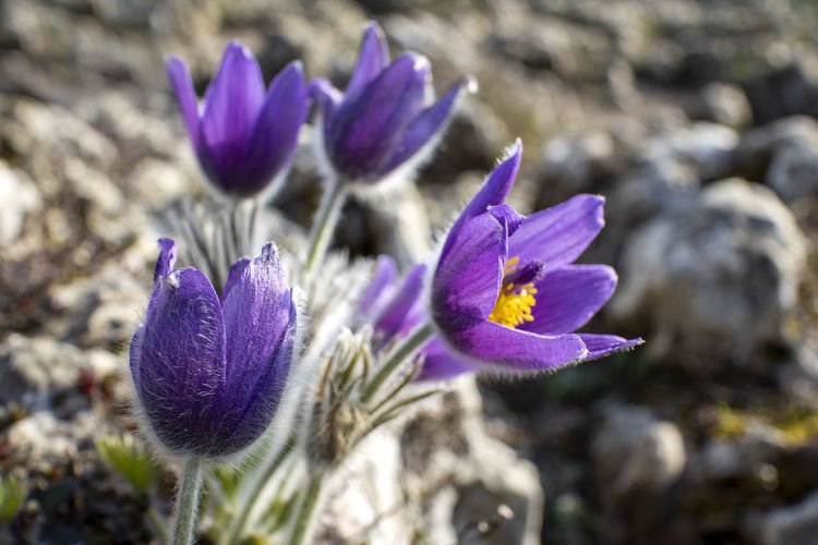 Close-up of purple crocus flowers