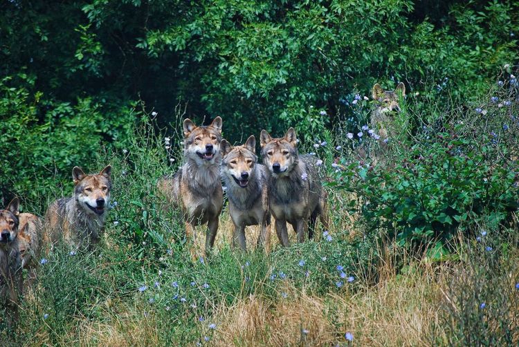 Pack of wolves in the forest