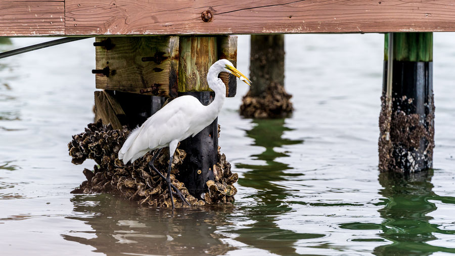 Bird perching on wooden post in lake