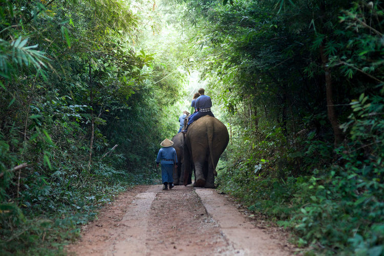 Rear view of people with elephants walking on dirt road