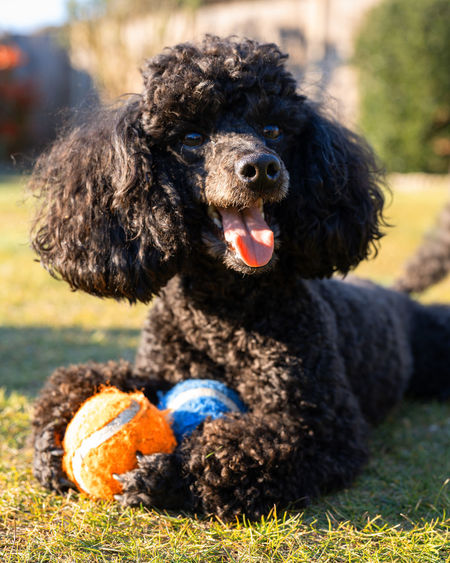 Close-up of a dog with toys looking away