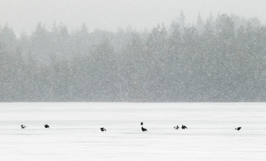 Black grouse males displaying on lake ice in heavy snowfall