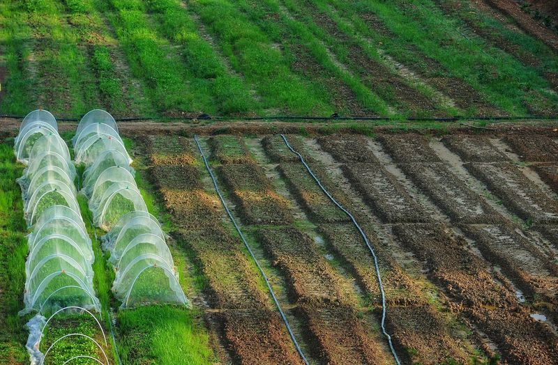High angle view of agricultural field