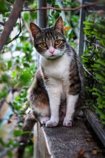 Portrait of cat sitting on plant