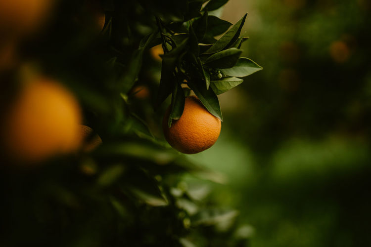 Fresh oranges in the tree