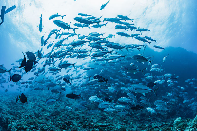 School of bigeye trevally, underwater photography