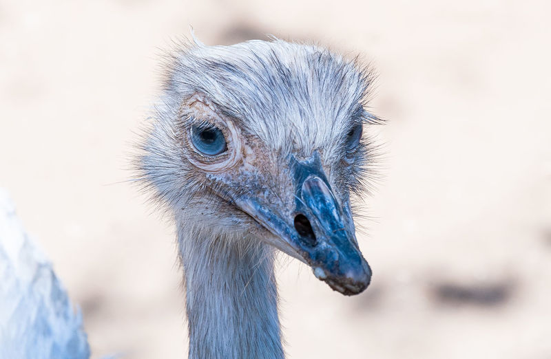 Close-up of a bird. nandu or avestruz