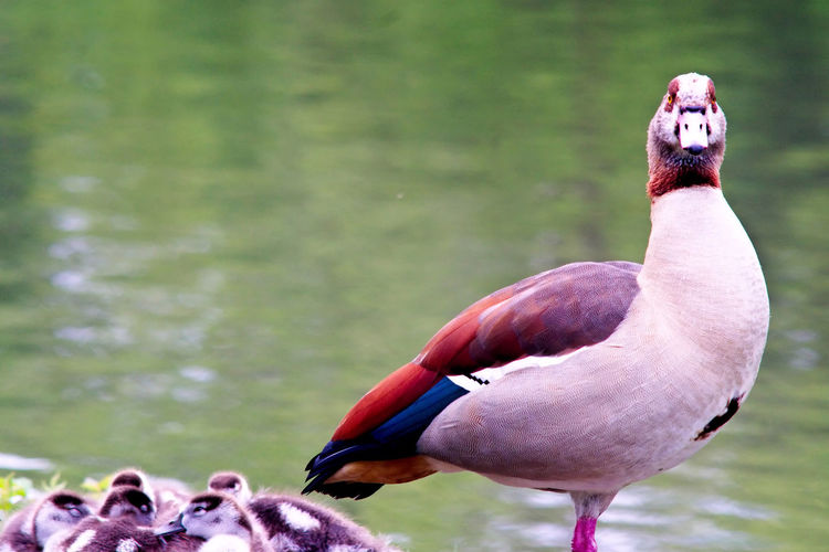Close-up of a bird in lake