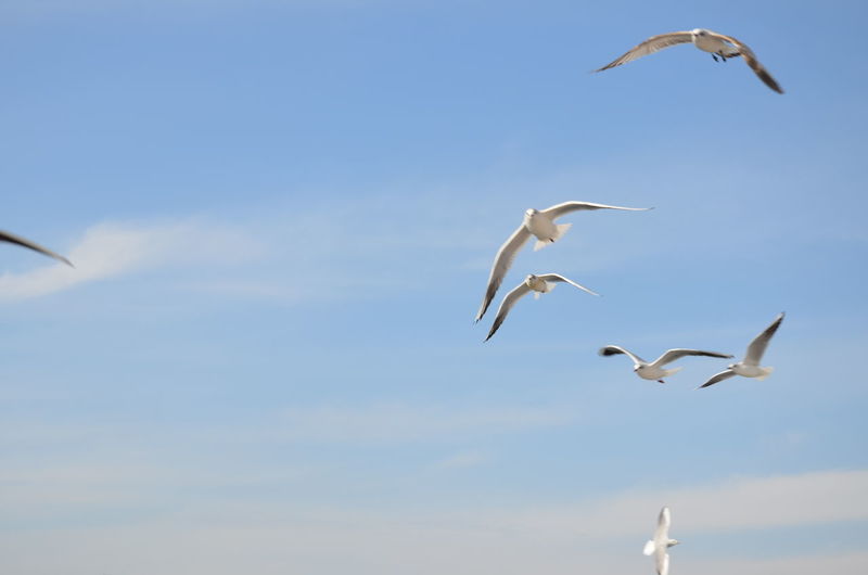 Low angle view of seagulls flying