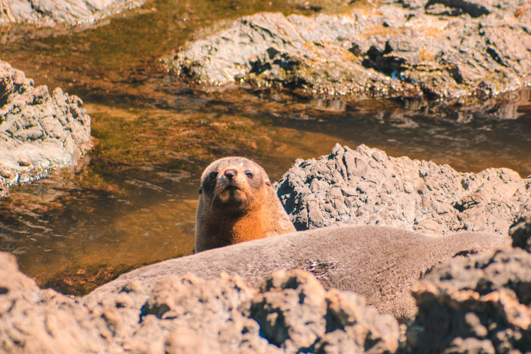 Portrait of seal on rock against sea