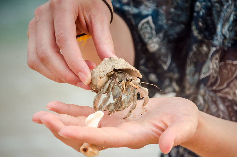 Midsection of person holding shells