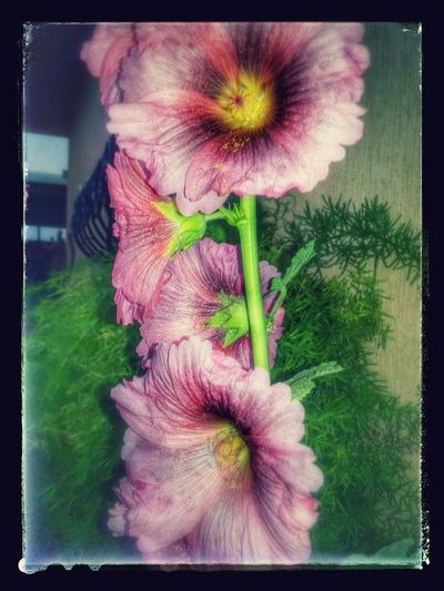 Close-up of pink flowers