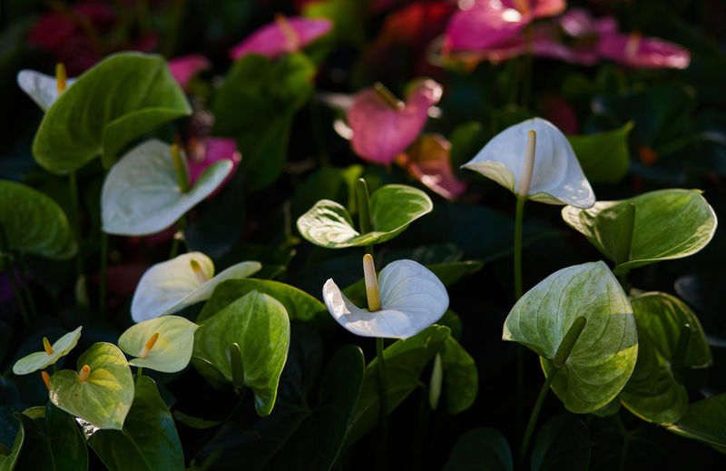 leaf