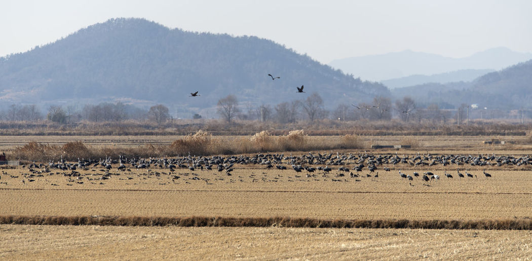 Flock of birds in the field