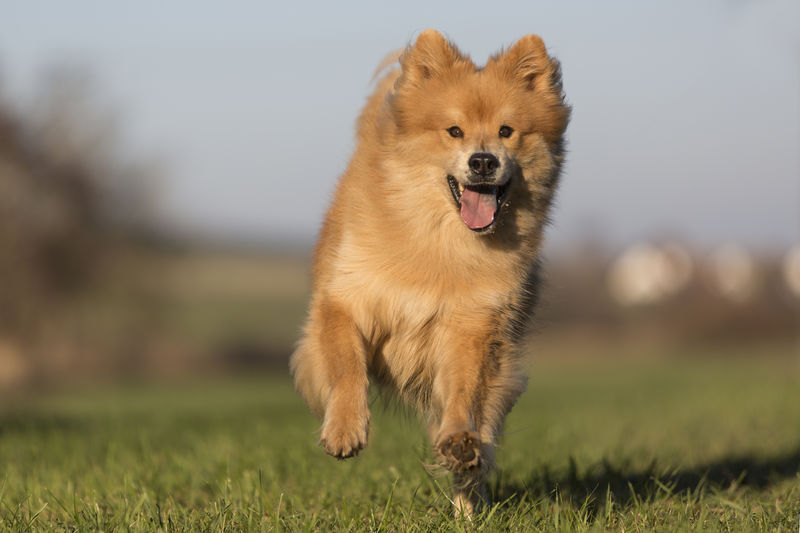 View of a dog running on field