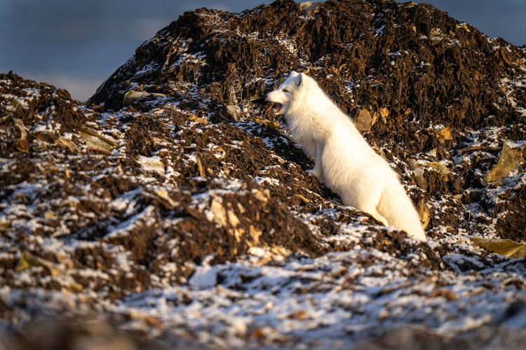 Arctic fox climbs rocky tundra opening mouth