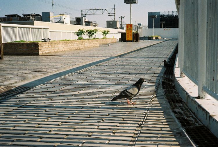View of bird perching on footpath against building