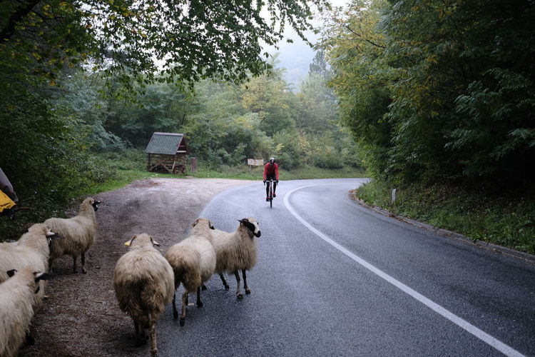 Cyclist climbing encountering sheep