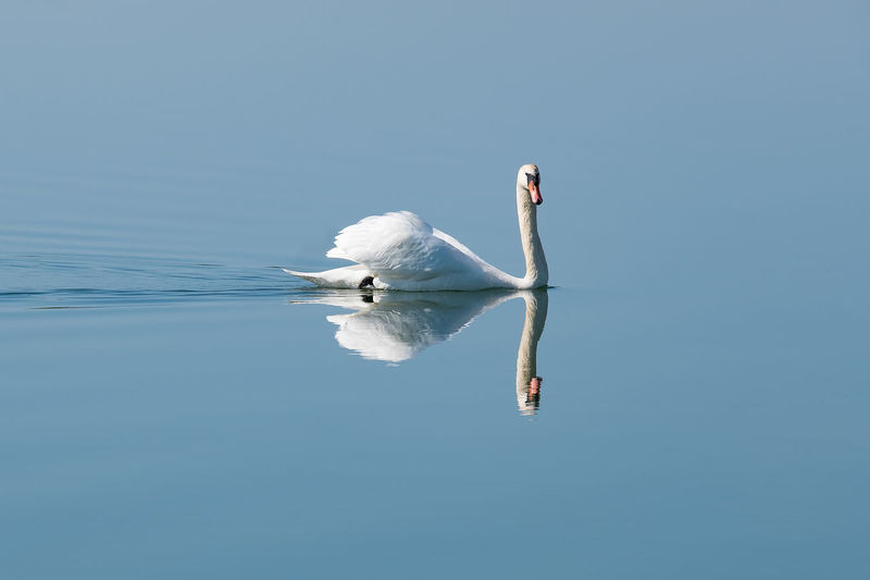 Swan swimming in water against clear sky