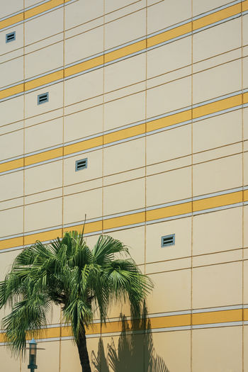 Palm tree near modern yellow building in minimal style 