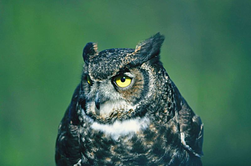 Close-up of owl outdoors